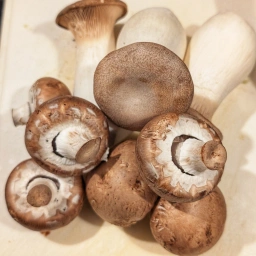 Ingredients: mushrooms