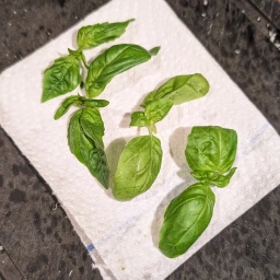 Fresh basil sprigs