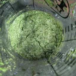 Finished Pesto alla Genovese
